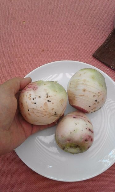  - SEMINTE RIDICHI WATERMELON