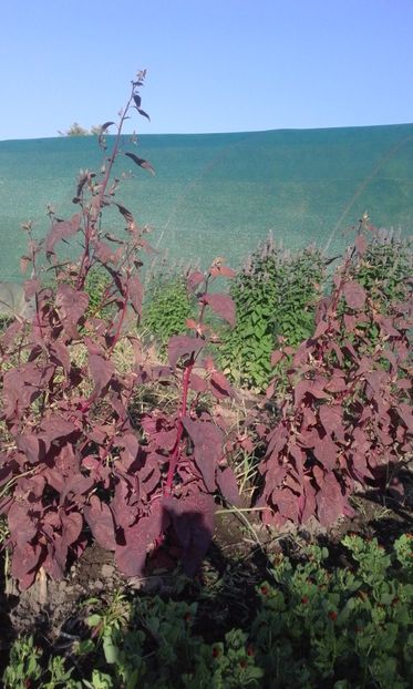  - SEMINTE LOBODA ROSIE - ATRIPLEX HORTENSIS