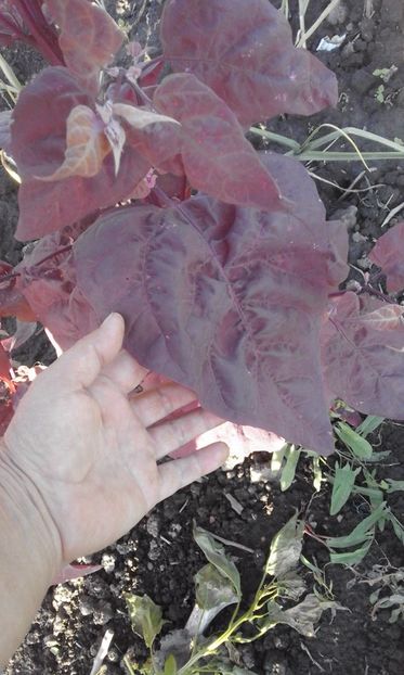  - SEMINTE LOBODA ROSIE - ATRIPLEX HORTENSIS