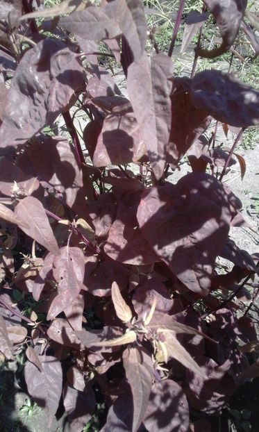  - SEMINTE LOBODA ROSIE - ATRIPLEX HORTENSIS