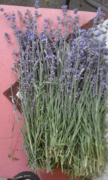  - SEMINTE LAVANDA - LAVANDULA ANGUSTIFOLIA