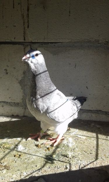  - Pui Albastri si Cuci 2017