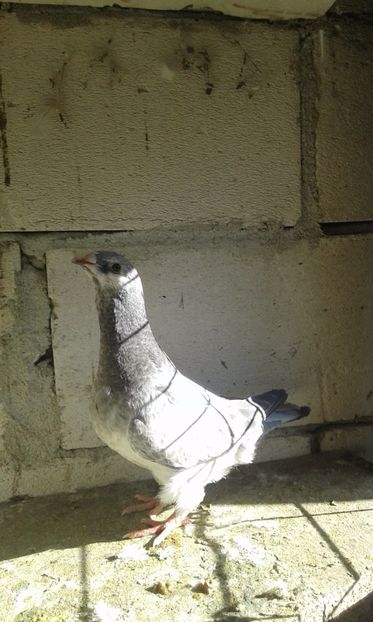  - Pui Albastri si Cuci 2017