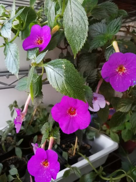  - Achimenes 2017