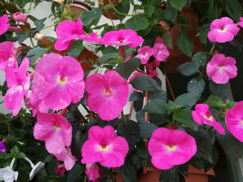  - Achimenes 2017