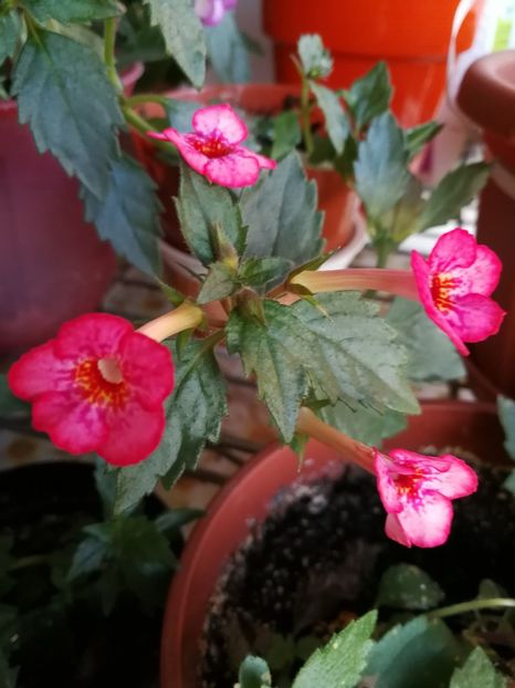  - Achimenes 2017