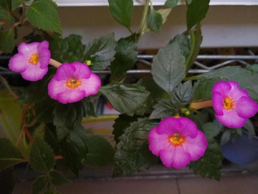  - Achimenes 2017