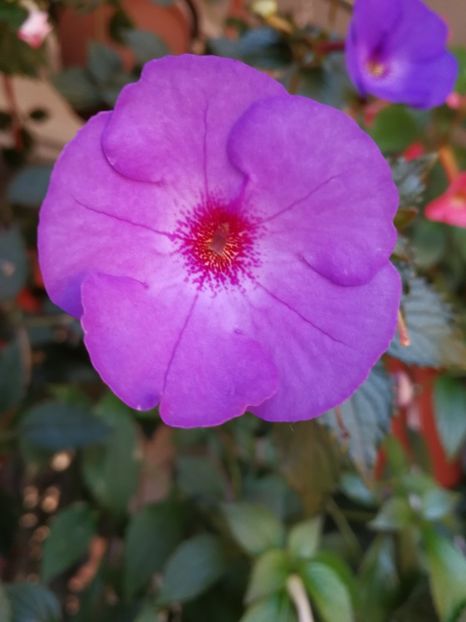  - Achimenes 2017