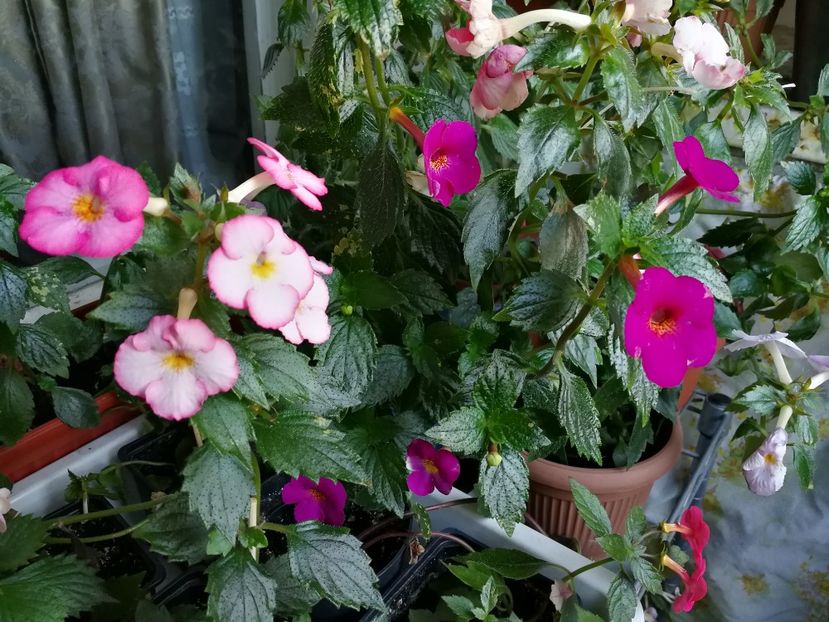  - Achimenes 2017