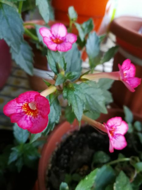  - Achimenes 2017