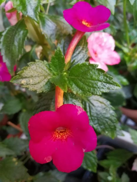  - Achimenes 2017