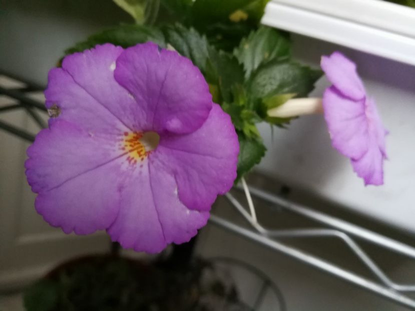  - Achimenes 2017