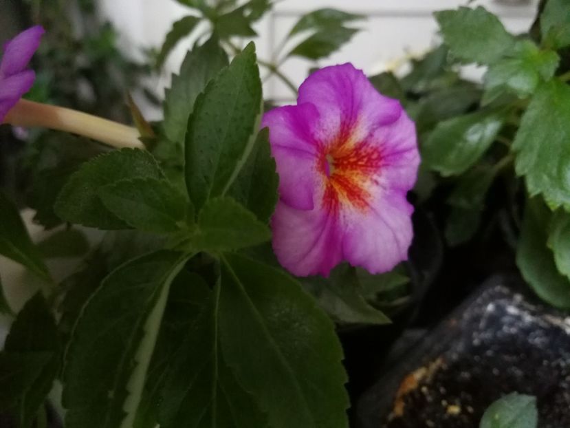  - Achimenes 2017