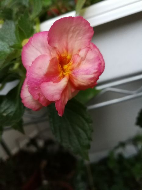  - Achimenes 2017