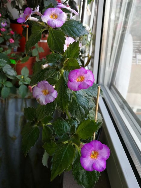  - Achimenes 2017