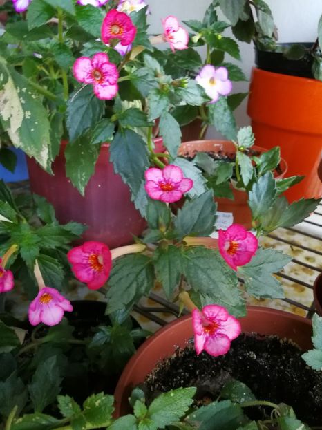  - Achimenes 2017