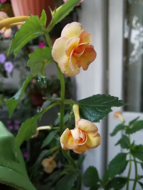  - Achimenes 2017