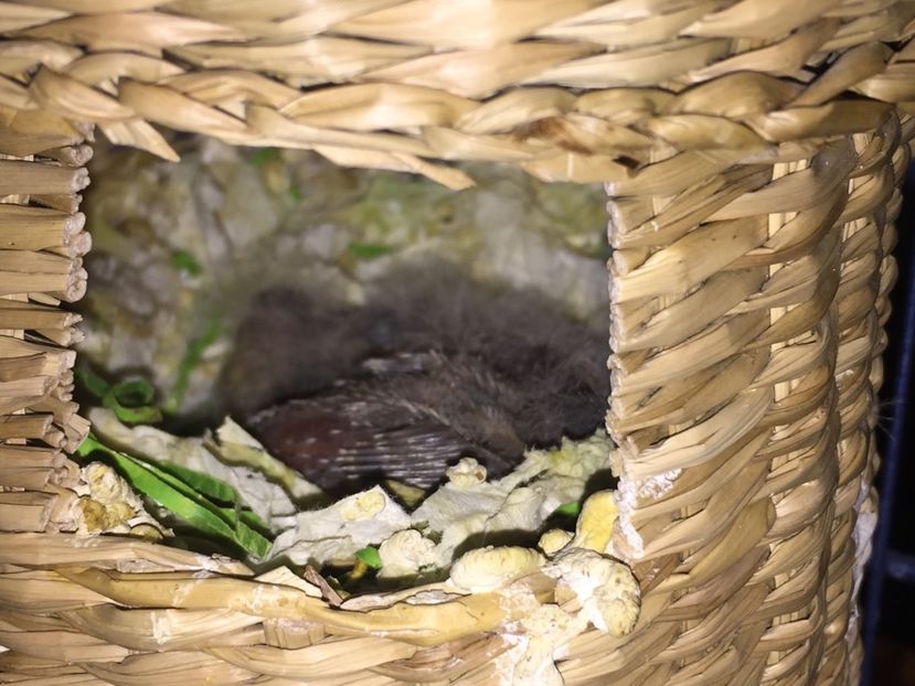  - Pui zebre Septembrie 2017