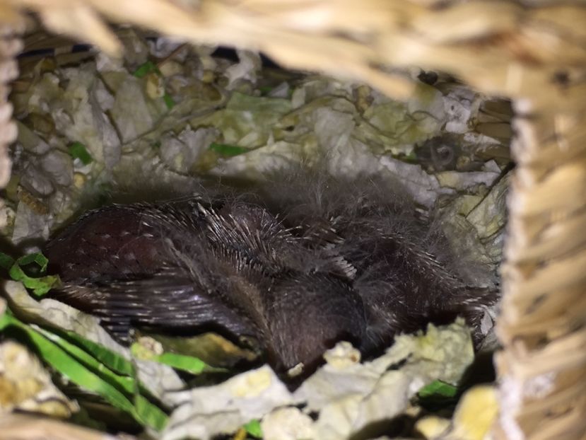  - Pui zebre Septembrie 2017