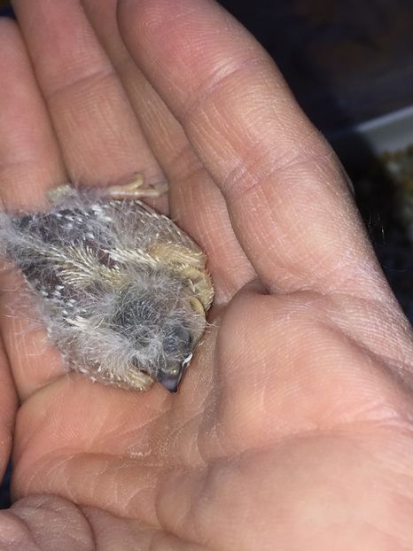  - Pui zebre Septembrie 2017