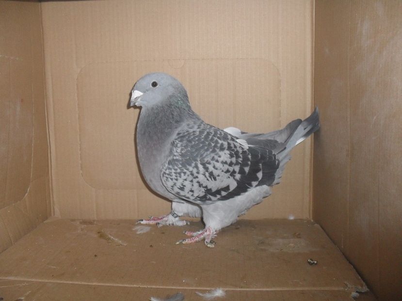 fem 16 - porumbei standard