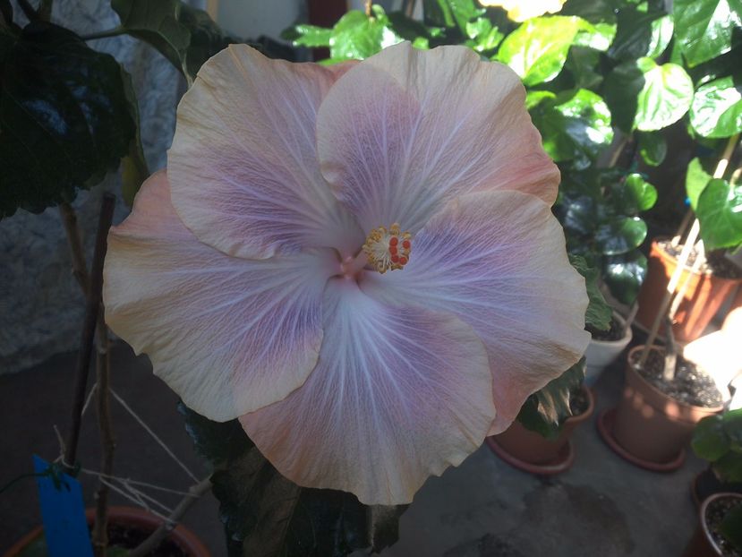 WIN_20171003_123616 - Silver Memories