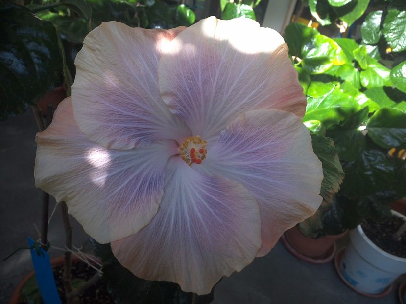 WIN_20171003_123630 - Silver Memories