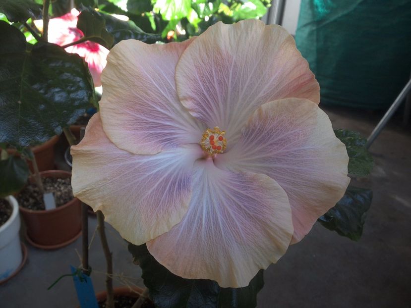 WIN_20171003_123644 - Silver Memories