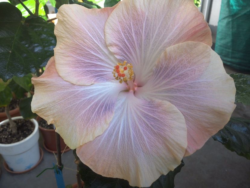 WIN_20171003_123646 - Silver Memories