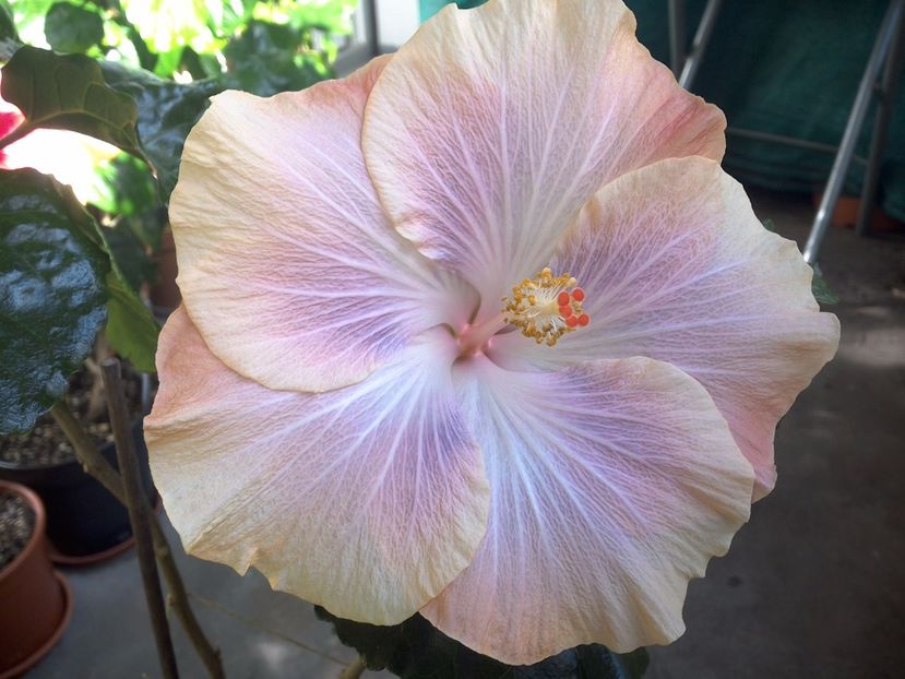 WIN_20171003_123655 - Silver Memories