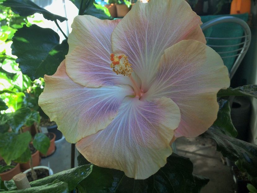 WIN_20171003_124923 (2) - Silver Memories