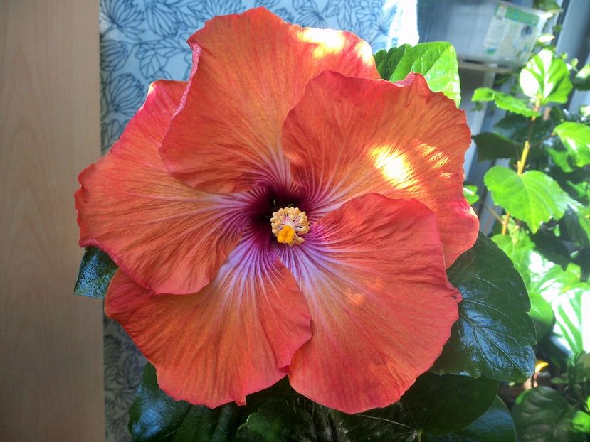 WIN_20171003_123810 - Tahitian Dark Congo