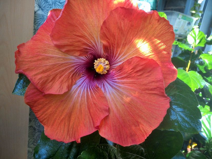 WIN_20171003_123812 - Tahitian Dark Congo