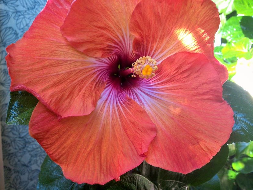 WIN_20171003_123816 - Tahitian Dark Congo