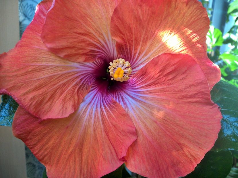 WIN_20171003_123819 - Tahitian Dark Congo