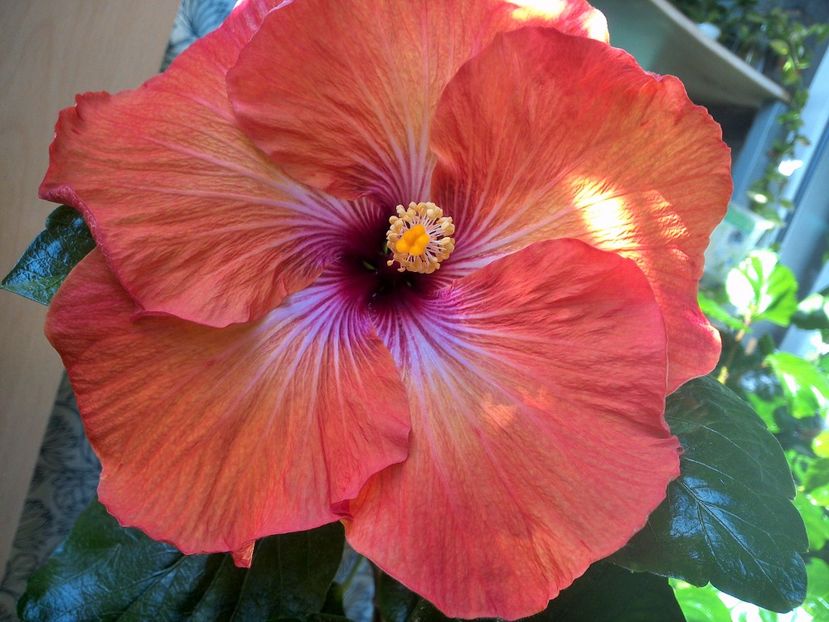 WIN_20171003_123830 - Tahitian Dark Congo