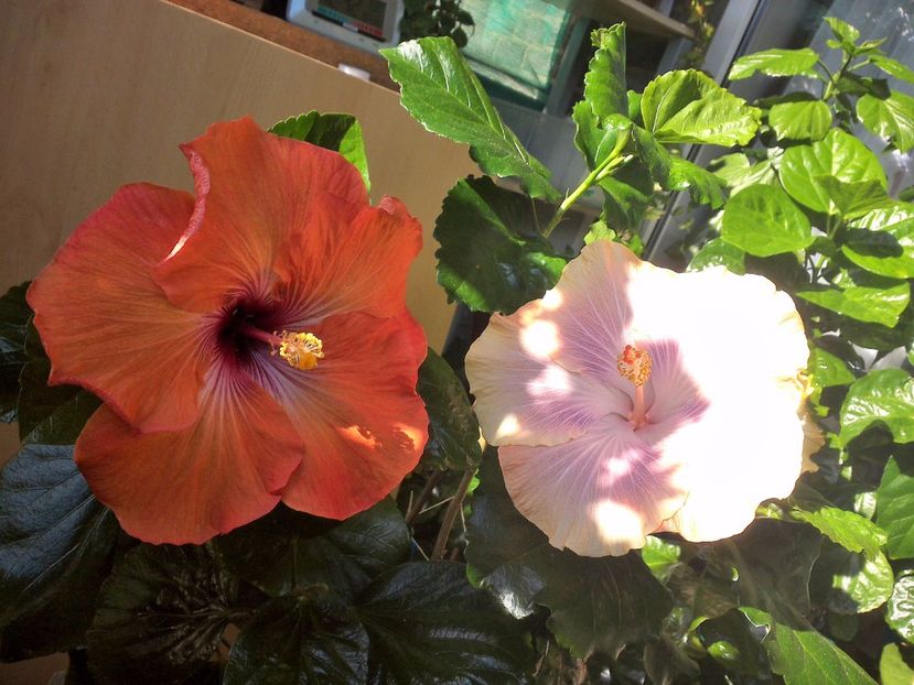 WIN_20171003_124313 - 03Hibiscus