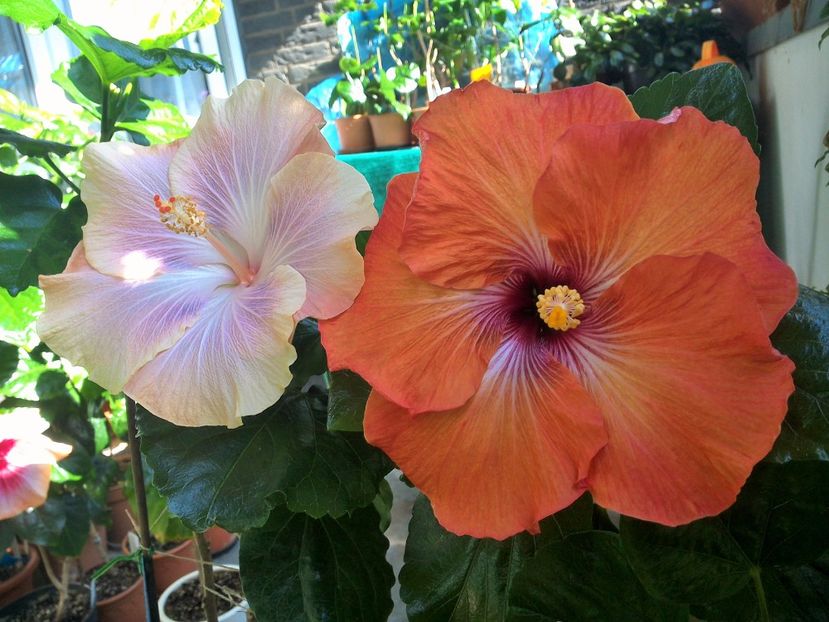 WIN_20171003_124423 - 03Hibiscus