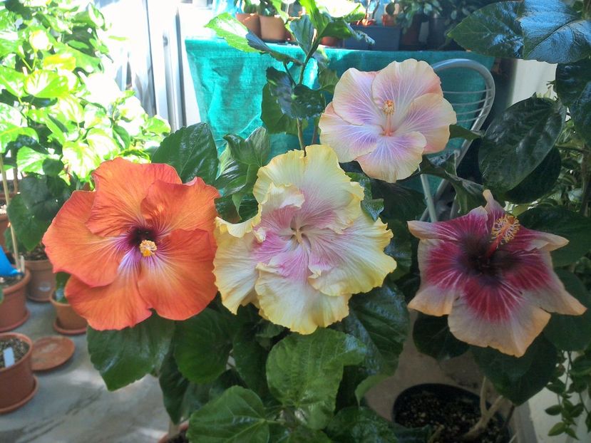 WIN_20171003_124849 - 03Hibiscus