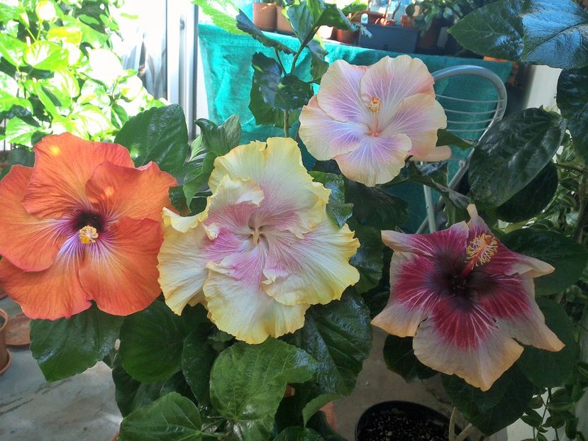 WIN_20171003_124907 - 03Hibiscus