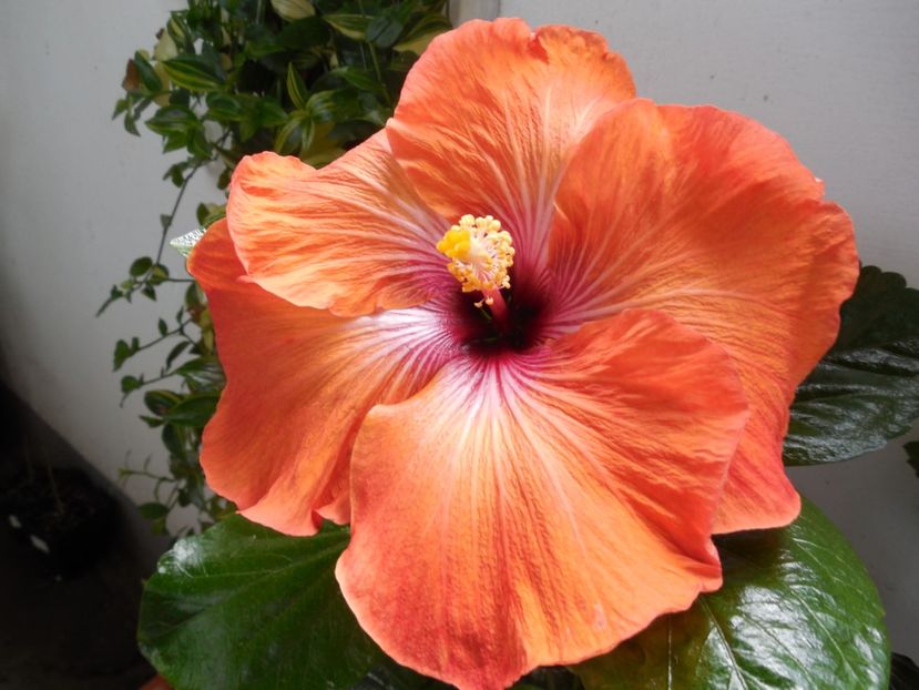  - Tahitian Dark Congo