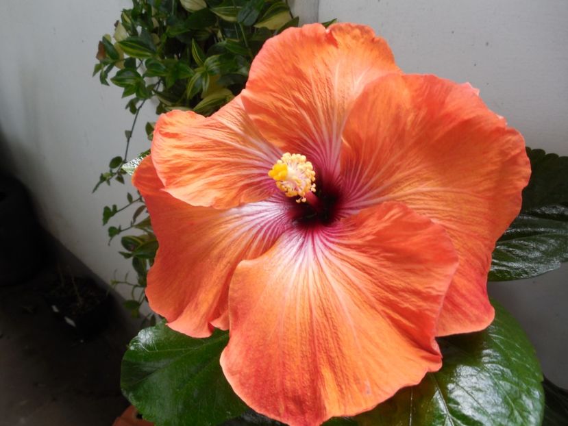  - Tahitian Dark Congo