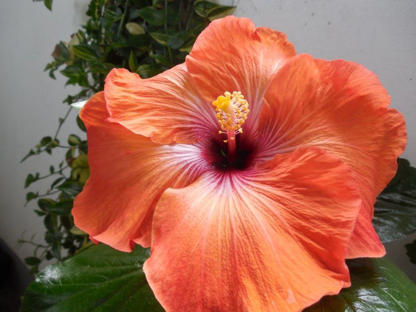  - Tahitian Dark Congo