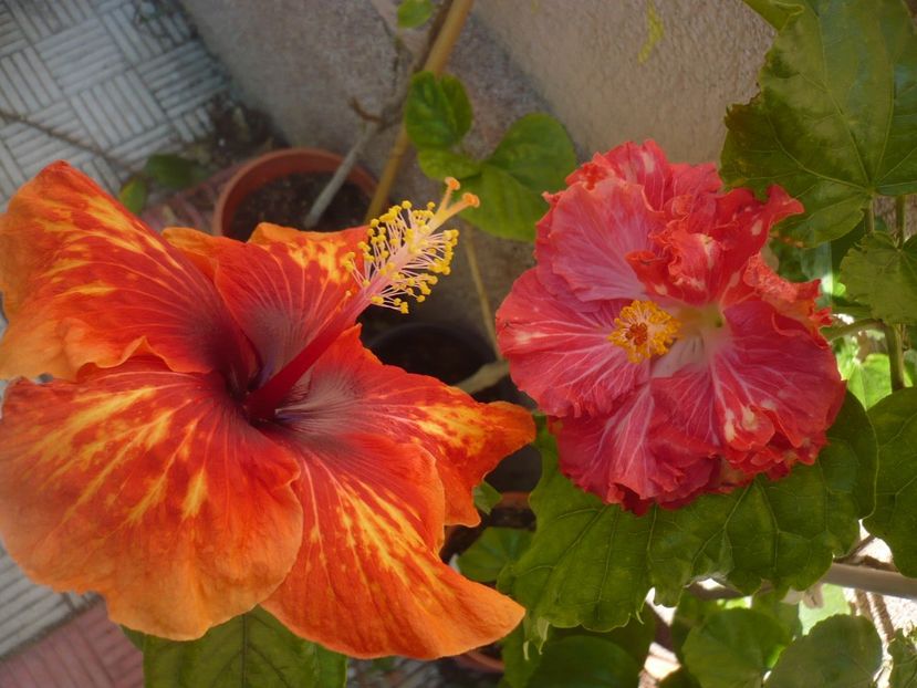 P1350188 - HIBISCUSI 2017-4