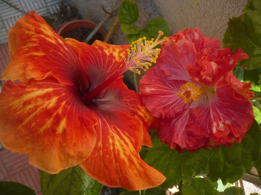 P1350189 - HIBISCUSI 2017-4