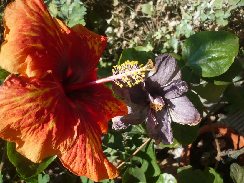 P1350190 - HIBISCUSI 2017-4