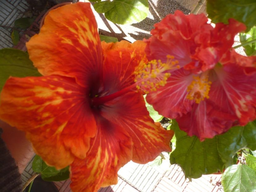 P1350192 - HIBISCUSI 2017-4