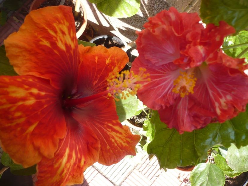 P1350193 - HIBISCUSI 2017-4