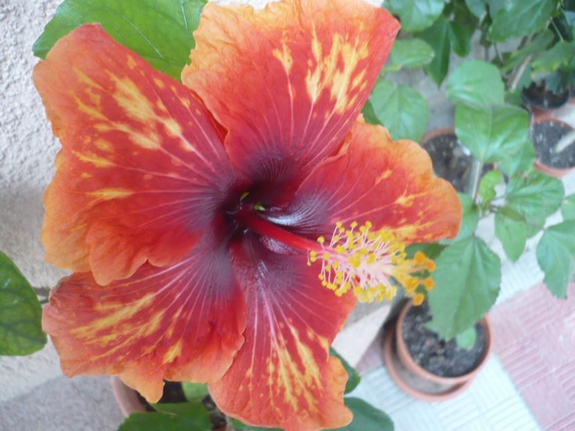 P1350195 - HIBISCUSI 2017-4