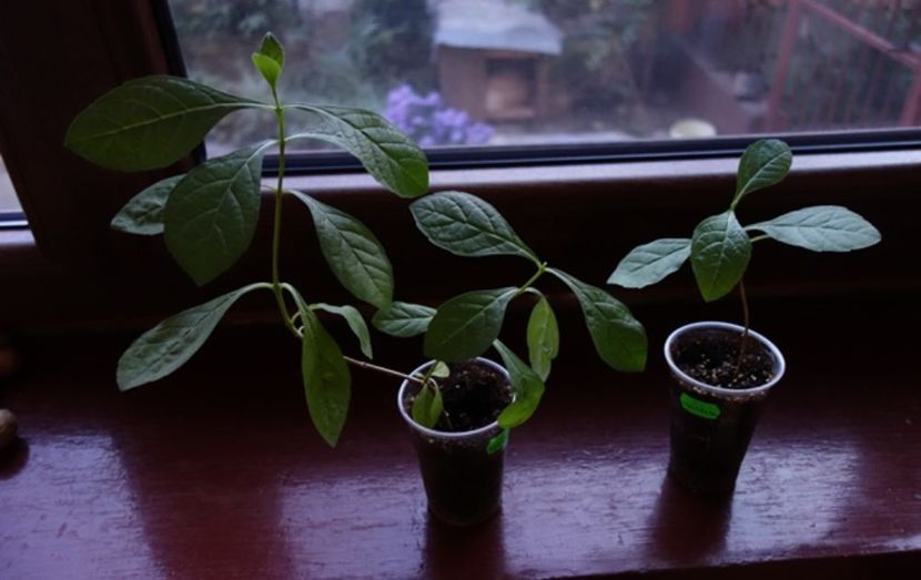 clero ugandese - aa provizoriu2